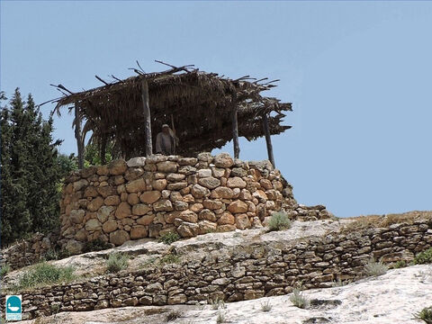 und einen Zaun darum setzte und eine Kelter darin grub und einen Turm baute; und er verpachtete ihn an Weingärtner und reiste außer Landes. – Folie 3