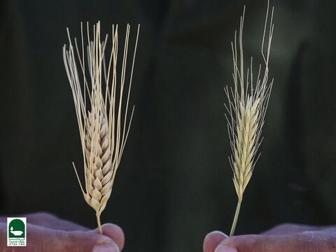 Hier ist ein Bild von Weizen und Lolch kurz vor der Ernte. Kannst du sagen, welches welches ist? – Folie 18