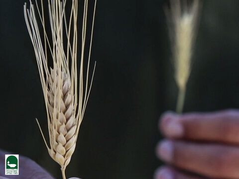 Das ist Weizen. Bei der Ernte sind die Ähren des echten Weizens so schwer, dass die gesamte Pflanze herabhängt. Die Ähren des Unkrauts sind heller, haben weniger Samen und die Pflanze wächst aufrechter. Das Unkraut wächst etwas höher als der Weizen. Weizensamen reifen zu einer goldbraunen Farbe, während Lolchsamen schwarz werden. – Folie 20