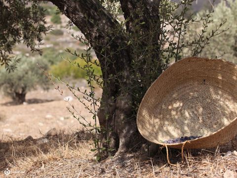 Mose sagte den Israeliten, dass Kanaan ein Land der Ölbäume sei (5. Mose 6,11). Olivenprodukte waren in der Geschichte des Landes von großer Bedeutung. – Folie 1