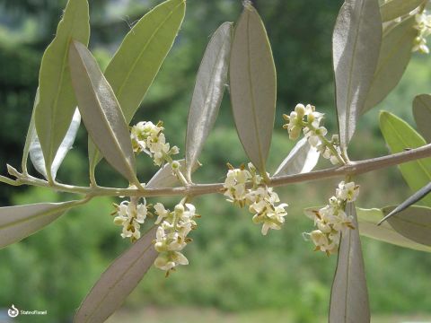 Olivenbäume haben viele Blüten, von denen viele abfallen, ohne Früchte zu tragen. Hiob spricht davon, „wie der Olivenbaum Blüten abwirft“ (Hiob 15,33). Oliven sind zunächst grün, verfärben sich aber, wenn sie reif sind, schwarz. – Folie 4