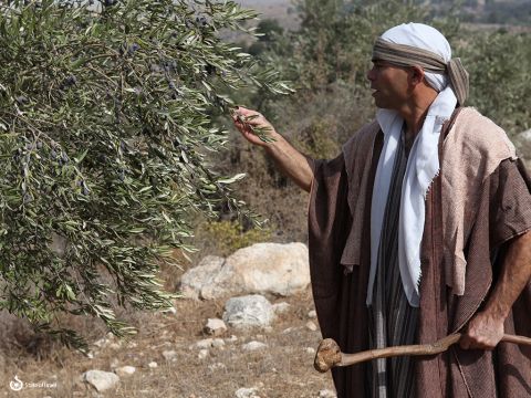 Oliven können geerntet werden, indem man mit Stöcken auf den Baum schlägt. Dies beschädigt jedoch die zarten Triebe und schränkt ihr Wachstum im folgenden Jahr ein. Mose sagte: „Wenn du deinen Olivenbaum schlägst, zerhacke die Zweige nicht noch einmal, sondern lasse den Rest für die Waisen und Witwen übrig“ (5. Mose 24,20). – Folie 5