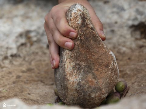 Zur Gewinnung des Olivenöls wurden Oliven zerkleinert. Dies konnte einzeln mit einem Stein getan werden. – Folie 8