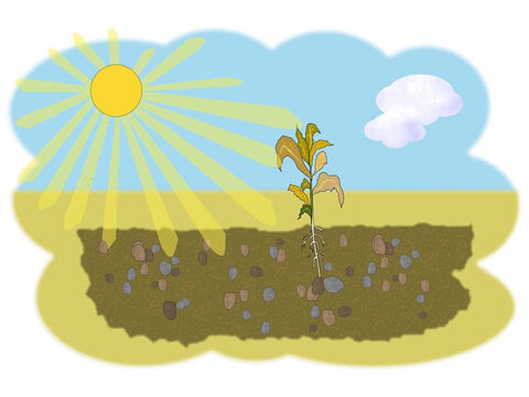 „Ein Teil des Samens“, sagte Jesus, „fiel auf steinigen Boden. Der Samen konnte nicht viele Wurzeln schlagen und als er versuchte, aus der Erde zu wachsen, begann die Sonne ihn zu verbrennen. Bald begann die wachsende Pflanze zu verdorren und zu schrumpfen.“ – Folie 4