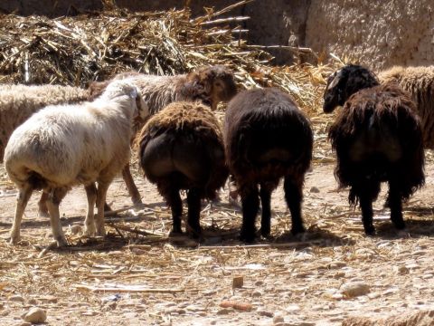 Fettschwanzschafe waren die am meisten geschätzte Rasse (2. Mose 29,22). Ihr Schwanz, der 7–9 kg (15 bis 20 Pfund) wiegen konnte, galt als Hauptnahrungsmittel. – Folie 2