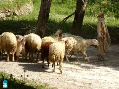 Schafe waren sehr darauf angewiesen, dass ihr Hirte sie beschützte und sie zu guten Weiden und frischem Wasser führte. Ein Schaf ohne Hirten war in großer Gefahr (4. Mose 27,17). – Folie 3