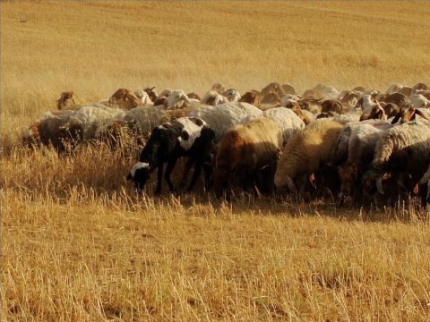 Im Frühling gibt es in Israel reichlich grüne Weiden und Schafe grasen in der Nähe des Hirtenhauses. Nachdem die Armen nach der Getreideernte die Felder abgesammelt haben, können die Schafe darauf weiden. – Folie 9