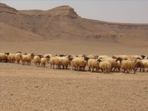 Wenn diese abgegrast sind, werden die Schafe auf neue Weiden geführt (Psalm 79,13). Wenn das heiße Wetter kommt, verwandelt sich das Gras in Heu. – Folie 10