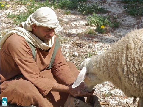 Wenn der Hirte im Spätherbst und Winter keine Weide findet, muss er die Schafe selbst füttern. (Jesaja 40,11; Micha 7,14). Manchmal schneiden Hirten Blätterzweige für ihre Herden ab. – Folie 11