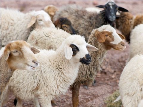 Mehrere Herden konnten sich eine Weide oder einen Schafstall teilen. Die Schafe kannten aber die Stimme ihres Hirten und folgten ihm, wenn er rief (Johannes 10,4-5). Verstreute Schafe konnten durch den Ruf des Hirten zusammengerufen werden (Hesekiel 34,12-13). – Folie 17