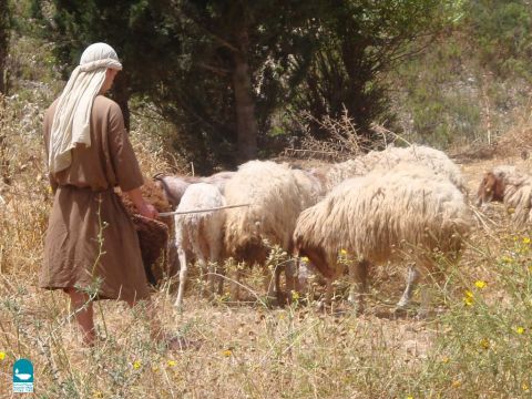 Hirten mit mehr als 150 Schafen stellten oft andere ein, um ihnen zu helfen, aber „Mietlinge“ waren nicht dafür bekannt, sich so gut um die Schafe zu kümmern (Johannes 10,12). – Folie 20