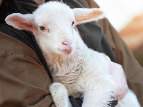 Jesus erzählte ein Gleichnis von einem guten Hirten, der sich auf die Suche nach einem seiner verlorenen Schafe machte. – Folie 21