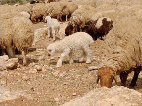 Schafe wurden als Opfer für Sünden verwendet. Ein junges männliches Lamm wurde als Dankopfer oder Sühneopfer für Sünden verwendet. Die Darbringung eines makellosen Passa-Lammes war die wichtigste religiöse Handlung des Jahres. – Folie 24