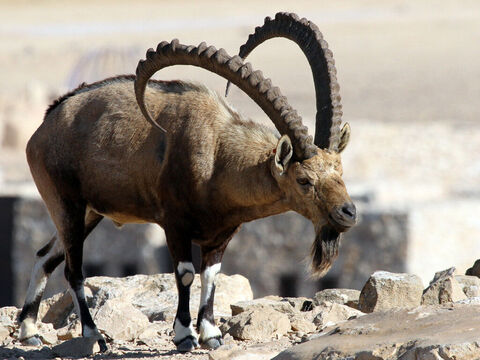 (vermutlich eine Bergziege oder ein Steinbock mit gleichmäßigem Schritt auf steilen, schmalen Hängen).<br/>Bildnachweis: Greg Schechter. – Folie 11