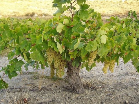 Weinberge kommen in vielen Abschnitten des Alten und Neuen Testaments vor. – Folie 1