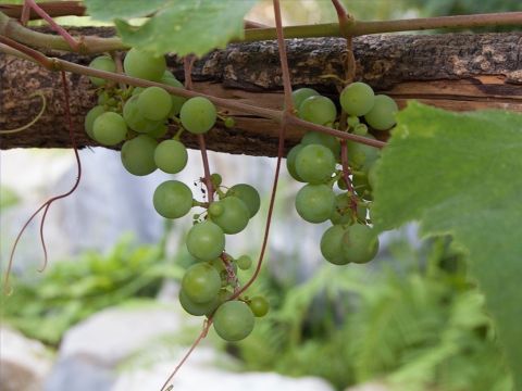 Jesaja erzählte ein Gleichnis vom Weinberg. „Mein Freund hatte einen Weinberg auf einem sehr fruchtbaren Hügel. Er grub ihn um und befreite ihn von Steinen. Dann bepflanzte er ihn mit den erlesensten Weinreben, baute in der Mitte einen Wachturm und grub eine Kelter.” (Jesaja 5,1-2) – Folie 2