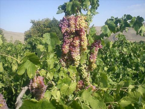 Jesus erzählte ein Gleichnis von einem Weinberg. „Es war ein Gutsbesitzer, der pflanzte einen Weinberg, errichtete eine Mauer darum, grub eine Kelter darin und baute einen Wachturm …“ (Matthäus 21,33) – Folie 3