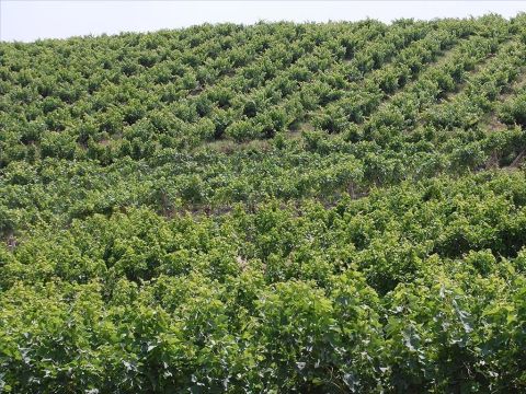 Obwohl in ganz Israel Weinberge angelegt wurden, war es üblich, Hänge von Hügeln zu nutzen. Von einem sehr „fruchtbaren Hügel“ spricht Jesajas Gleichnis vom Weinberg. – Folie 4