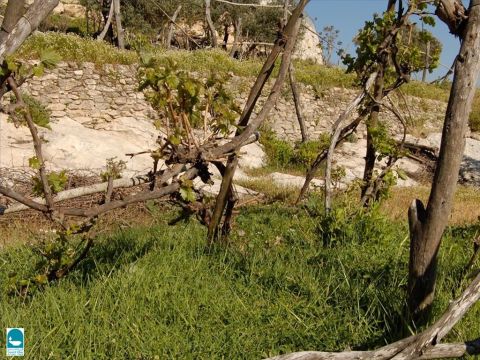 Für den Weinanbau wurden oft Terrassen in die Hänge gehauen, die von niedrigen Steinmauern getragen wurden. – Folie 6