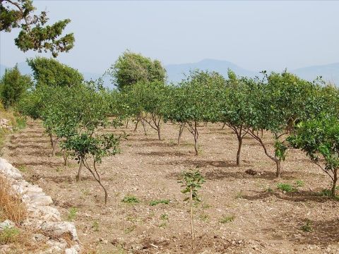 Der Rand eines Weinbergs war oft von einem Graben und einer Mauer mit Dornenzweigen umgeben, um Füchse, Schakale und andere Tiere abzuhalten. Im Gleichnis vom Weinberg in Matthäus 21,33 hat der Besitzer ihn rundherum „eingezäunt“. – Folie 7