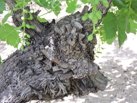 Bevor der Frühling kommt, beschneidet der Weingärtner jeden oberflächlichen Ast. Jesus sprach von einem solchen Beschneiden, als er sagte, er sei der Weinstock und seine Jünger die Reben (Johannes 15,1-3). – Folie 13