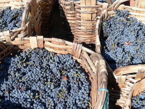 Die Weinlese in Israel beginnt im September. Jeremia spricht über das Sammeln von Trauben in Körben (Jeremia 6,9). – Folie 15