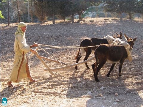 Der Pflüger trug einen langen Stock, einen sogenannten Stachelstock. An einem Ende hatte er eine scharfe Spitze, um sich langsam bewegende Tiere anzutreiben. Christus sagte zu Saulus: „Es ist schwer, gegen den Stachel auszuschlagen“ (Apostelgeschichte 26,14). – Folie 5