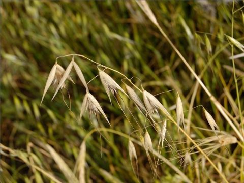 Die starken Regenfälle von Dezember bis Februar waren für das Wachstum des Getreides von entscheidender Bedeutung, ebenso wie die Spätregenfälle im März und April. – Folie 8