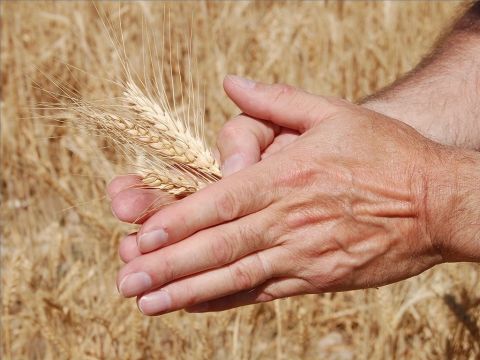 Wenn die Ernte reif war, war es köstlich, sie roh zu essen. Die Menschen pflückten die Ähren und rieben sie in ihren Händen, um das Korn herauszuholen. – Folie 12