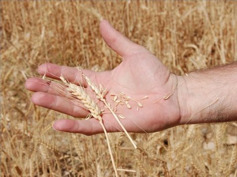 Dafür wurden die Jünger Jesu am Sabbat kritisiert. – Folie 13