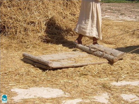 Das Dreschbrett wurde von Tieren über das Korn gezogen. Auch die Hufe der Tiere droschen das Getreide. – Folie 21